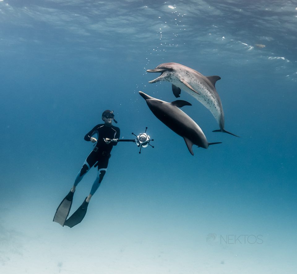 dolphin360