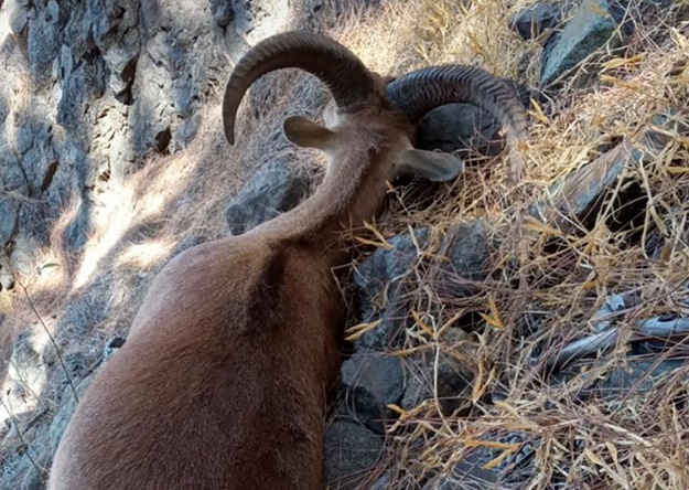 Arruís muertos abandonados en los montes de Garafía (1)