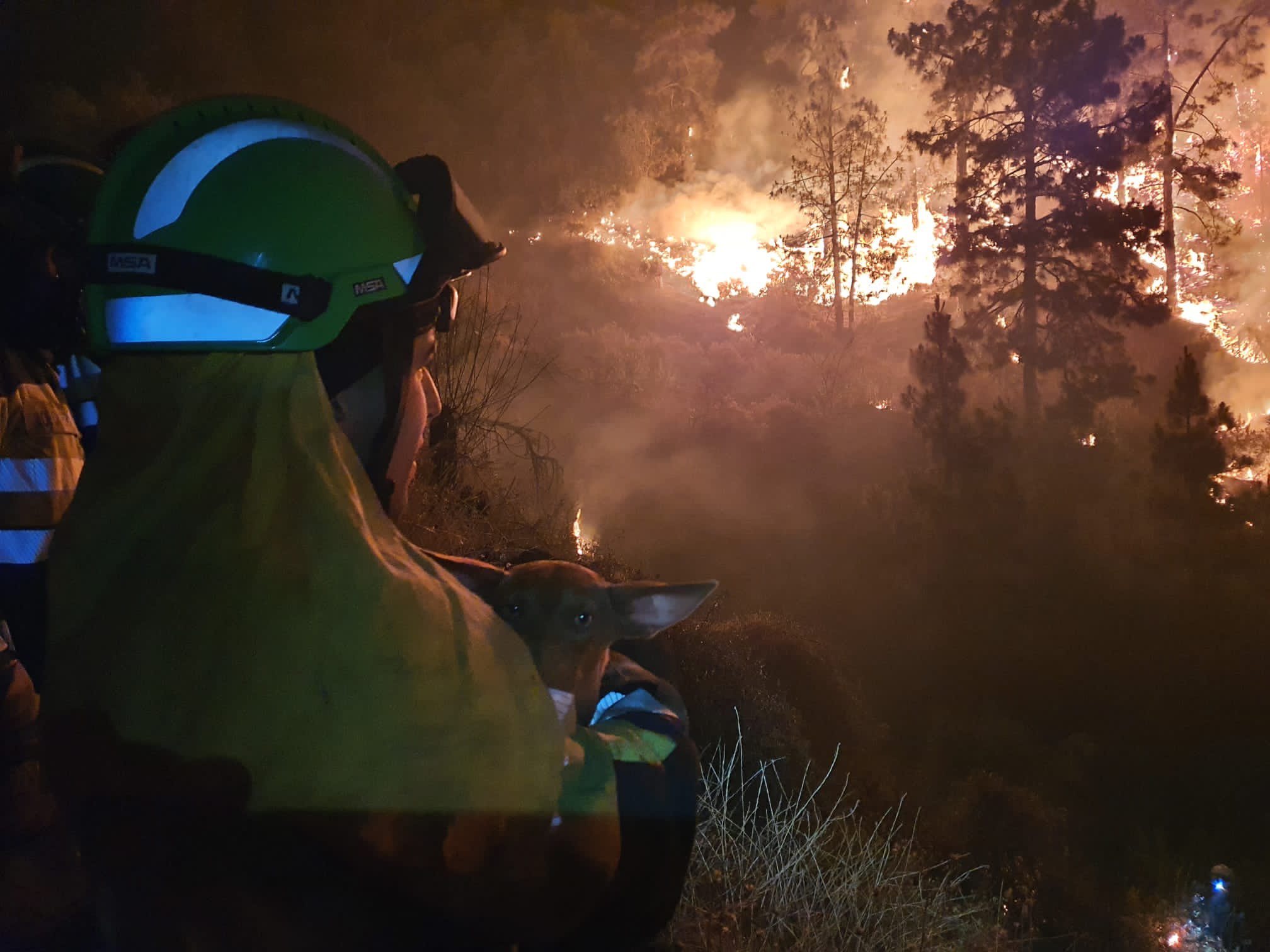 Un miembro de los EIRIF sostiene en brazos a un animal rescatado del incendio-EIRIF.