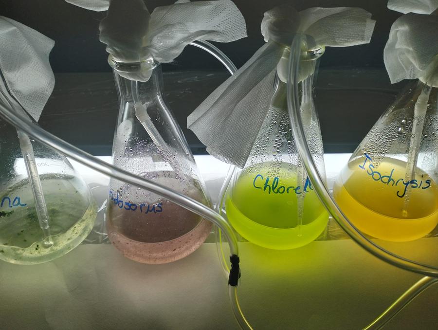 Muestras de microalgas.