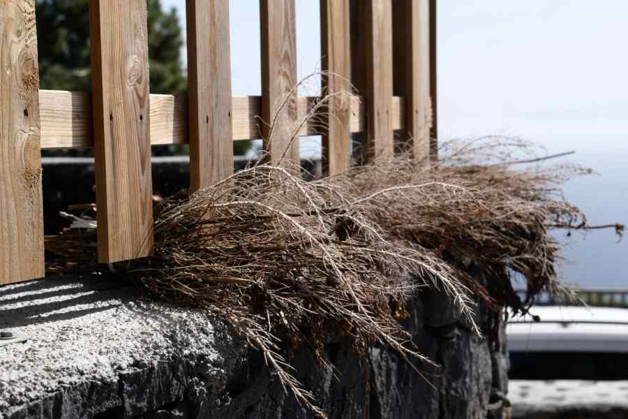Ramos secos al pie del Pino del Consuelo
